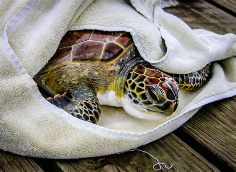 Sea turtle south padre - From South Padre Island, Texas to the world, Sea Turtle Inc. protects sea turtles through conservation medical care, applied research and education. ... South Padre ... 